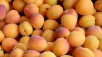 TTN Hot Sales 2018 fd Apricot