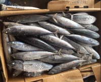 Seafrozen bonito tuna fish belted bonito oriental bonito for sale