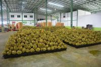 Fresh Durian from South Africa Premium Grade