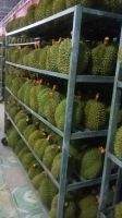 Exporting A Huge Fresh Durians - Competitive Price for exporting 2018