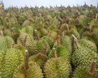 Fresh and Dried Durians from South Africa