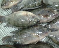 Premium Grade Quality Frozen Tilapia and Makerel fish