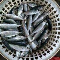 high quality Sea Frozen 200-250g  fresh seafood  Pacific mackerel