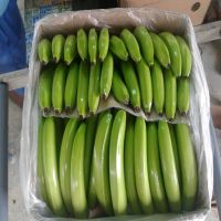 FRESH BANANA WITH BEAUTIFUL GREEN SKIN AND CHEAP PRICE