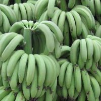 Fresh Bananas/Green Bananas/Cavendish Bananas