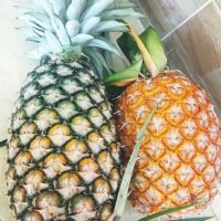 Fresh  pineapple /pineapple fruit fresh/bulk fresh fruit pineapple