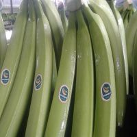BANANAS sweet and premium for your success!!