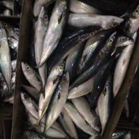 2019 New catch sea foods fresh IQF frozen pacific mackerel