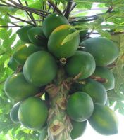 Selling Papaya From South Africa