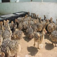 Healthy Vaccinated Ostrich Chicks/ 2-6 Months Ostrich Chicks Available