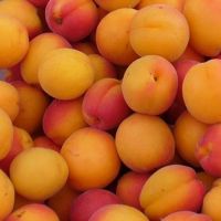 SUPER ADORABLE Fresh apricot, Organic Fresh apricot, Fresh Apricot fruit from South Africa