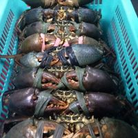 Fresh Live Mud Crab For Sale In 2018