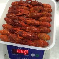 Good Taste Wholesale Frozen Whole Round Crayfish/Crawfish in Lobster
