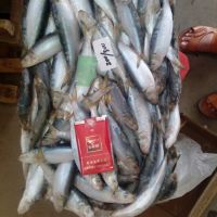Frozen W/R Sardine fish for Canning