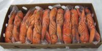 WHOLE FROZEN LOBSTER / FROZEN LOBSTER TAIL / FRESH LIVE LOBSTER