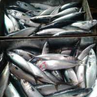 frozen mackerel fish whole round