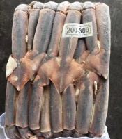 Frozen seafood Frozen illex argentina squid illex squid for sale 100-150, 150-200, 200-300