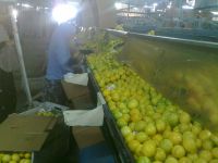 Fresh Lemons with  Taste from South Africa