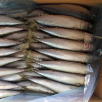 water-cooled pacific mackerel (Scomber Scombrus)