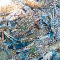 Fresh Seafood Blue Swimming Crab Whole Round