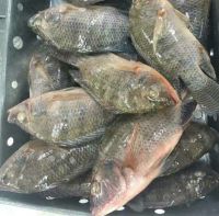 Hot Sell Frozen Tilapia Fish