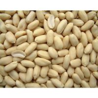 White Long Bold Blanched Peanuts