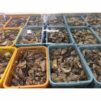 1 Year Live Wholesale Fresh Oyster Price with Big Size and Sweet Taste