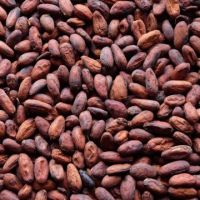 Dried Cocoa Beans