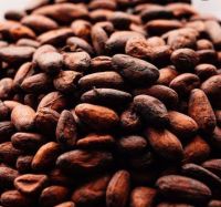 Cocoa beans