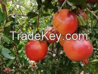 Exporter and Supplier of Fruits and Vegetables