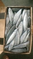 Seafrozen Bonito Fish For Sale