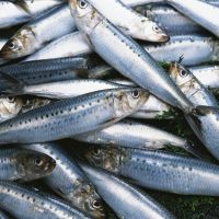 Frozen Sardine fish