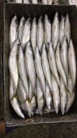 IQF 200-300g fresh frozen mackerel fish