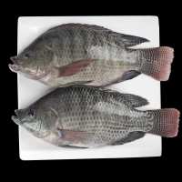 Frozen Tilapia Fish