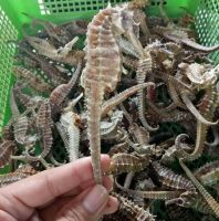 Best Quality Dried Seahorse