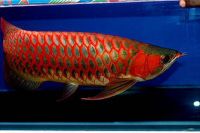 Arowana