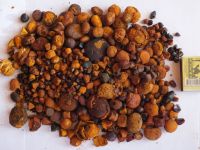 Ox Gallstone