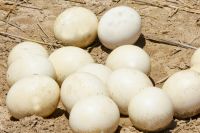 Ostrich Eggs