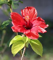 Dried Hibiscus Flower