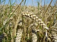 Wheat Grain Flour