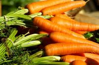 High Quality Fresh Carrots