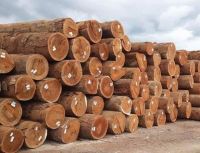 High Quality Mahogany Tree, Bete, Eben, Cam RosaTimber Log And Lumber