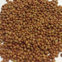High Quality Alfalfa Seeds