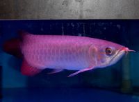 Super quality arowana ffishes and freshwater stingrays available on sale now