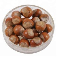 Best Quality Dried Hazel Nuts