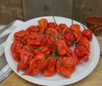 Best Quality Scorpion Peppers