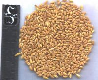 Bulk Millet Grain for Annimal Feed