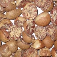 High Quality Betel Nuts