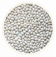 Best Grade White Kidney beans