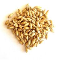 OEM Supply Barley Seeds from South Africa